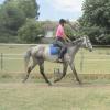 Summer dressage clinic (38)