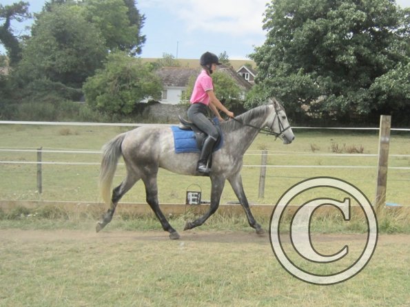 Summer dressage clinic (38)