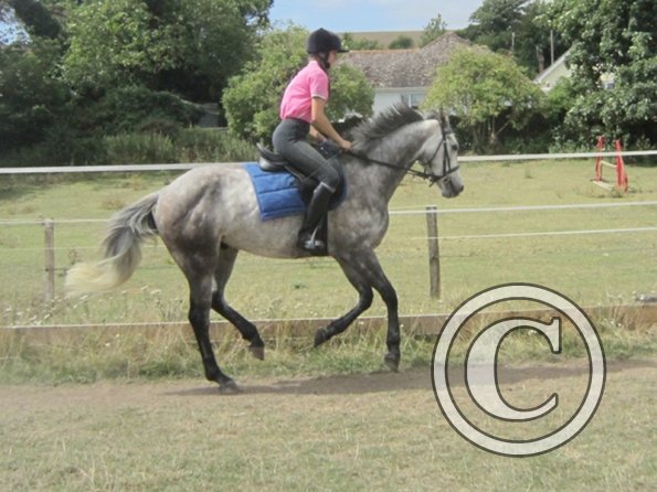 Summer dressage clinic (39)