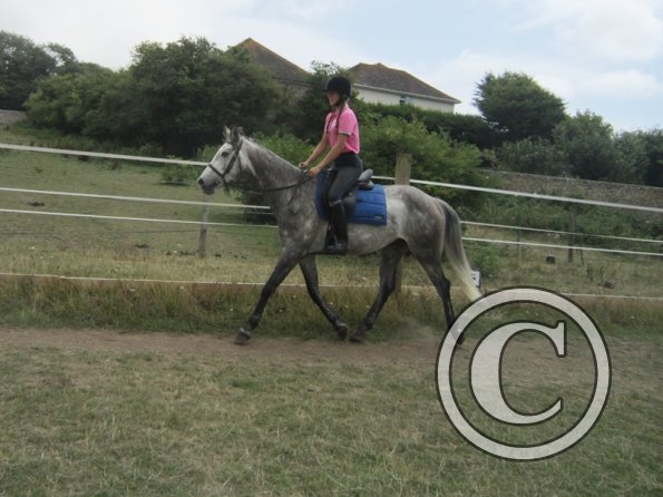 Summer dressage clinic (4)