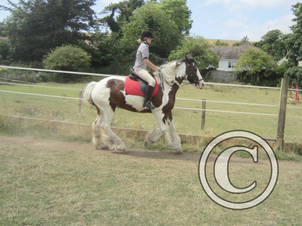 Summer dressage clinic (40)