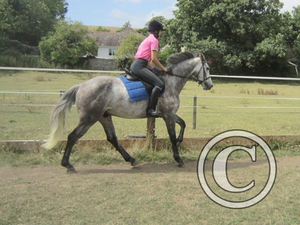 Summer dressage clinic (41)