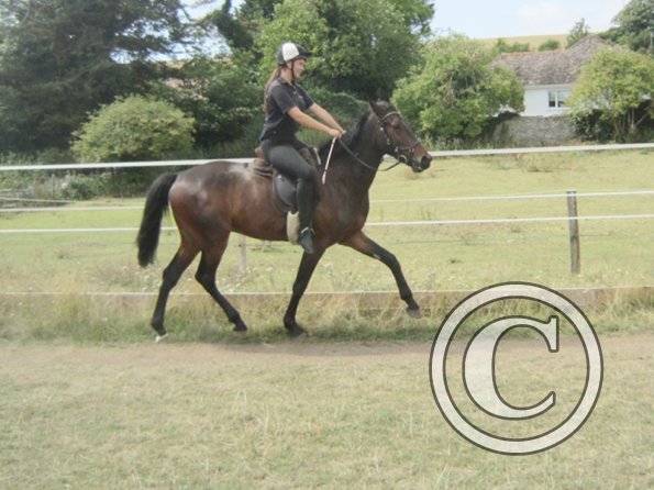 Summer dressage clinic (42)