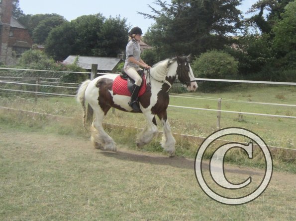 Summer dressage clinic (43)