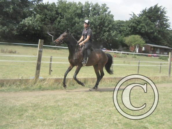 Summer dressage clinic (44)