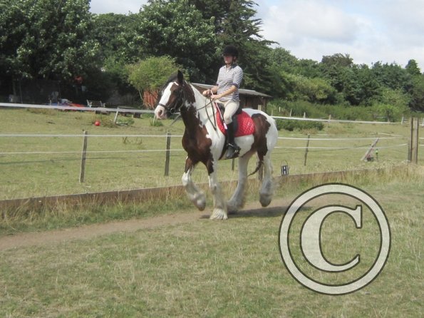 Summer dressage clinic (45)