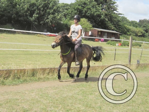 Summer dressage clinic (46)