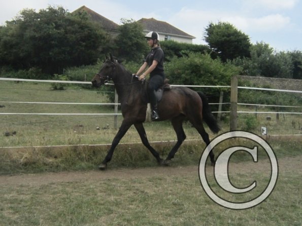 Summer dressage clinic (5)