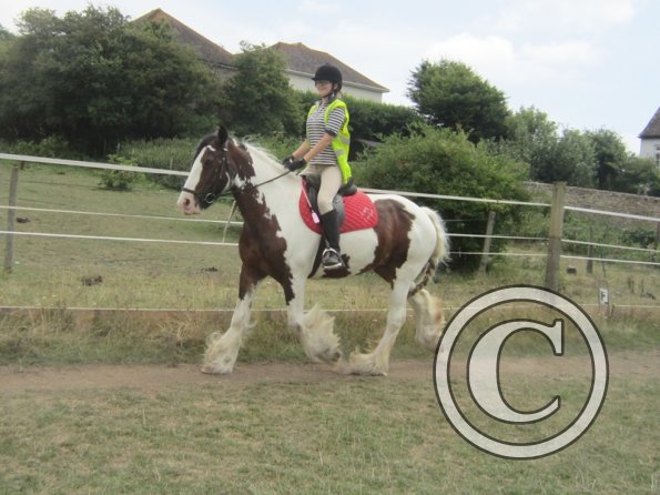 Summer dressage clinic (6)