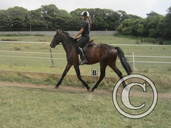 Summer dressage clinic (7)