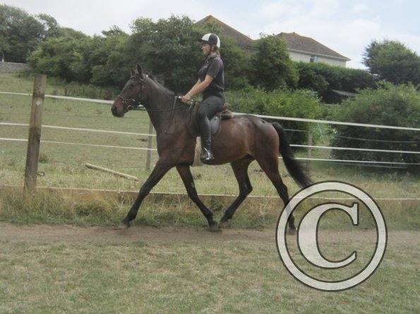 Summer dressage clinic (8)