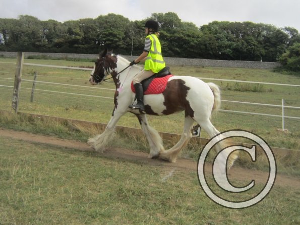 Summer dressage clinic (9)