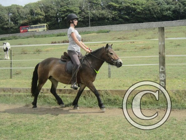 Summer dressage clinic