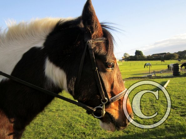 Verity and Lizzy (6)