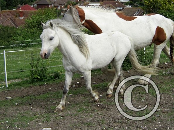 Legend and Breez field