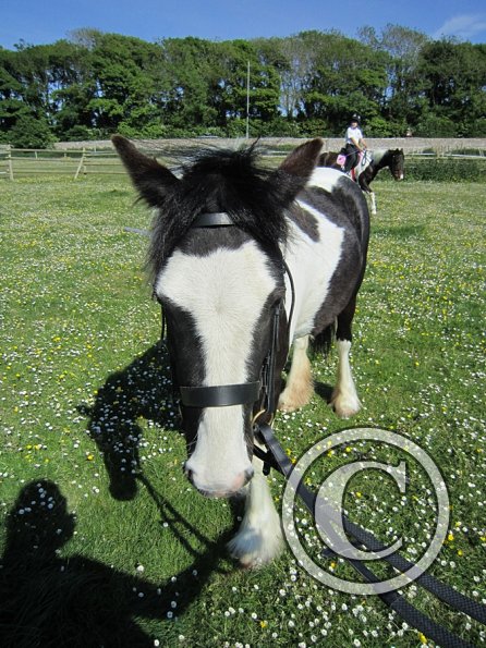 amazing-libby-and-wonderful-willow-5-