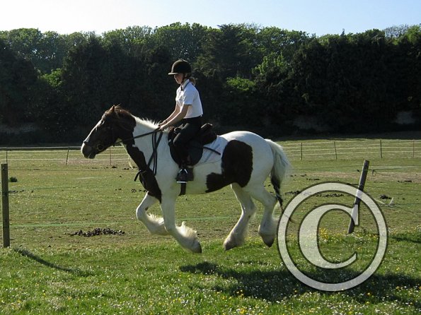 best-in-the-world-lancelot-9-