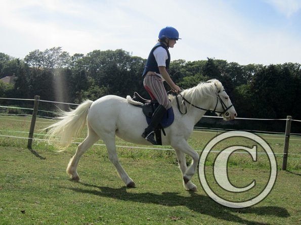 Moo super showjumper (6)