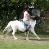 Reggie canter (2)