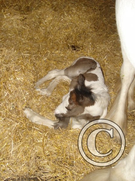 Freshly born Hoppit! 