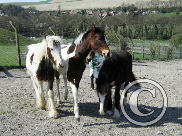 Exploring foals (10)