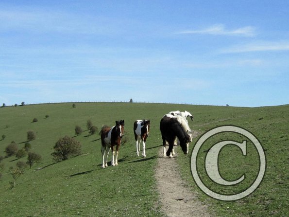 Foals in the field (2)