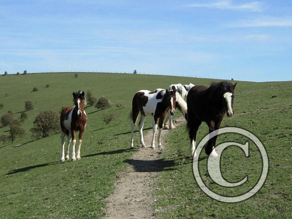 Foals in the field (3)