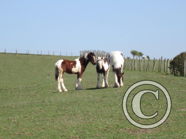 Lance and Morgan (2)