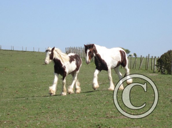 Lance and Morgan (3)