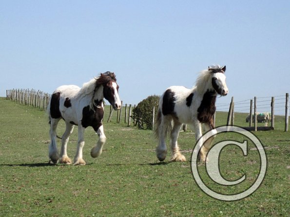 Lance and Morgan (4)