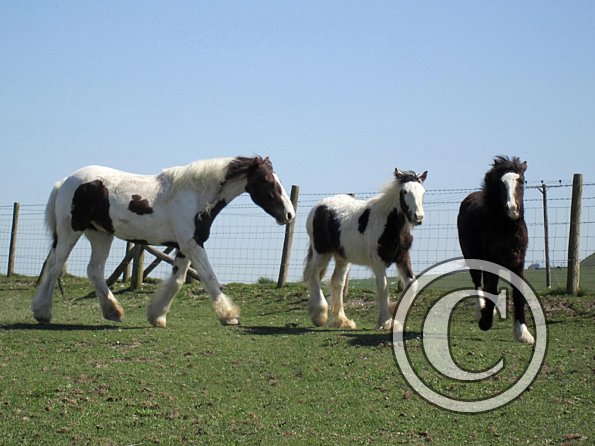 Lance and Morgan (5)