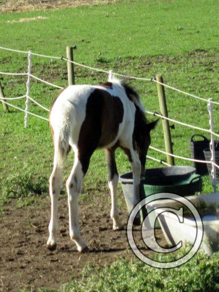 Ghost old paddock (2)