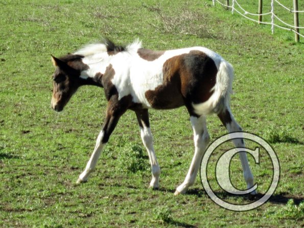 Ghost old paddock (3)