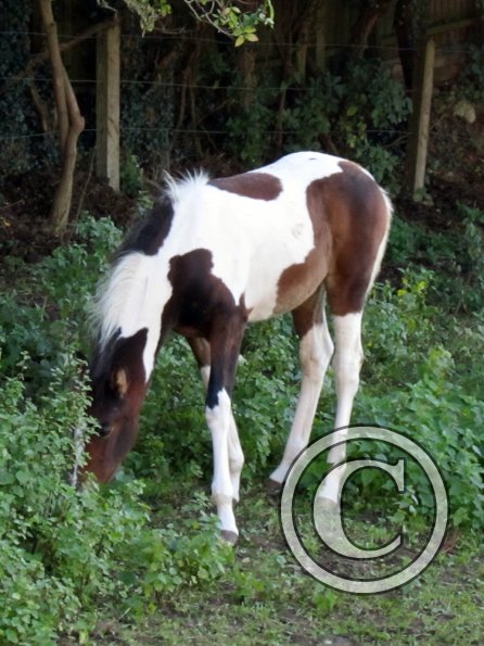 Ghost old paddock (4)
