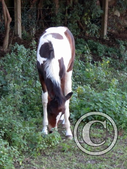 Ghost old paddock (5)