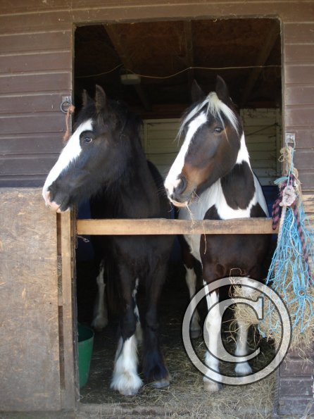 Fee and Jessie Stable2