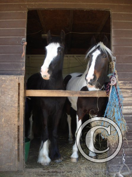 Fee and Jessie Stable3