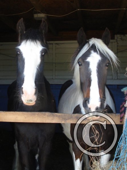 Fee and Jessie Stable