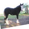 Yearling Jessie 2007