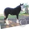 Yearling Jessie 2007