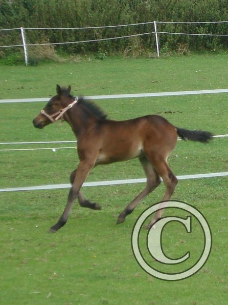 Canter