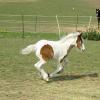 Gallopy Image (5)