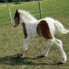 Gallopy Image (9)