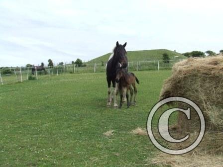 Back at the yard  12June09