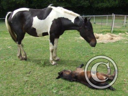 Both having a doze 12June09