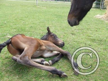 Lacey &amp; Fluke 12 June09 2