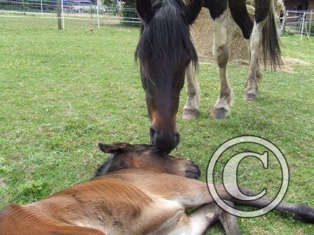 Licked clean 12June09