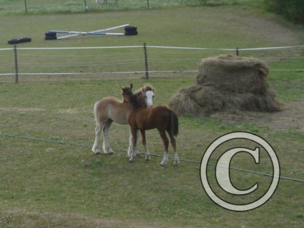 Spring and Smartie.jpg