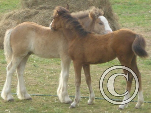 Spring and Smartie closeup.jpg