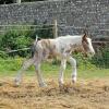 Magics third foal (2)